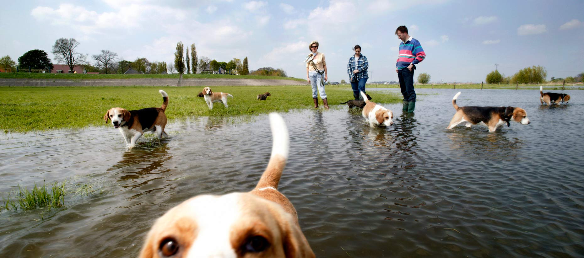 Honden-uitlaten