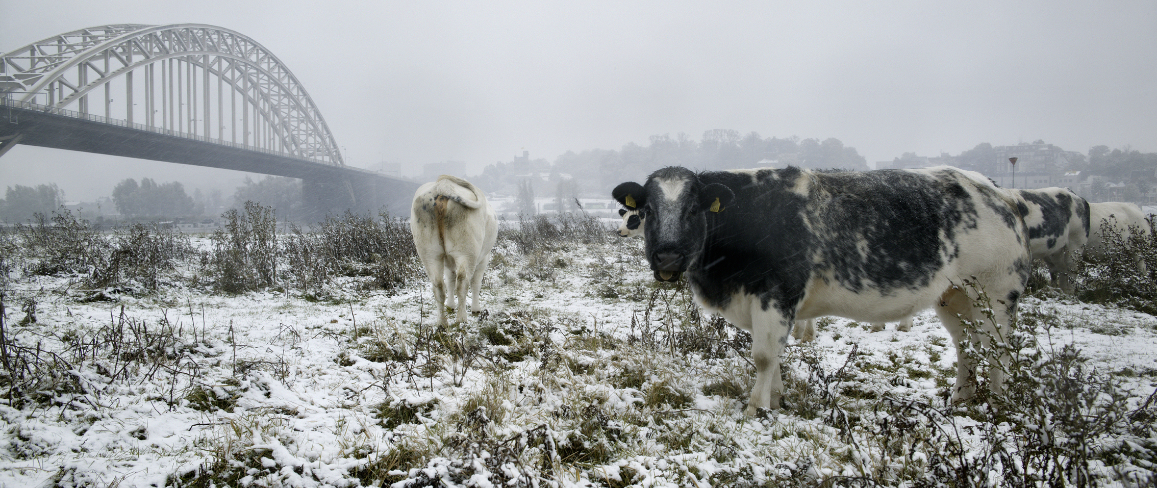 Koeien in sneeuw 2.jpg